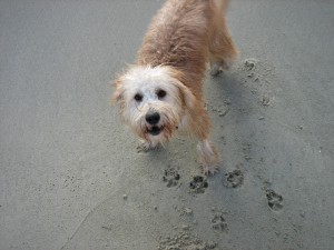 Reiki helped Gracie with post hip surgery recovery Reiki helped Gracie