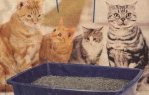 litterbox2 Cats like clean litter boxes
