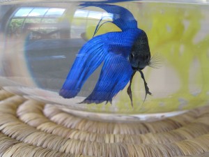 Sunny the male Betta Fish likes to see what is going on