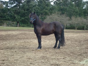 Canadian Warmblood Navarre at home