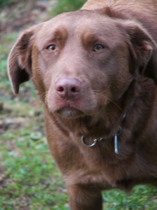 Millie is yor practice animal for Feb. 11 She is a 2 1/2 yrs old lab/shepherd cross. 