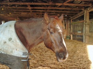 Skippy my Quarter Horse Mare